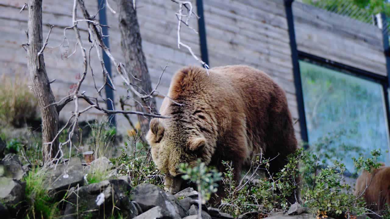 Großer wilder Grizzlybär weidet in der Natur nahe Bäumen, Ecozonia Park, Perpignan, Frankreich