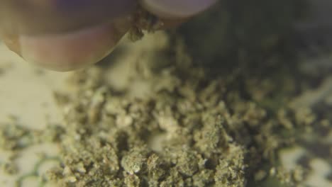 close up of a black mans fingers as he crumbles a cannabis bud in preparation of smoking marijuana