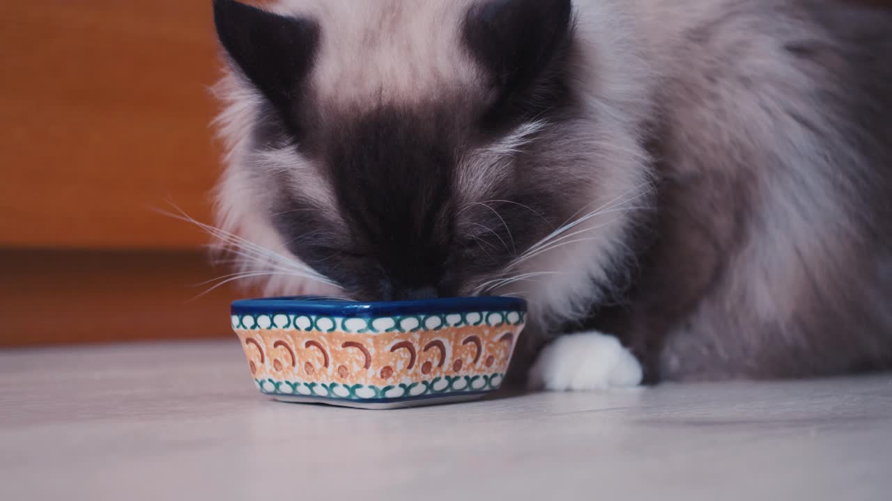 Smuk Ragdoll kat leger i lyst interiør, sød kat med blå øjne i slowmotion, racekat