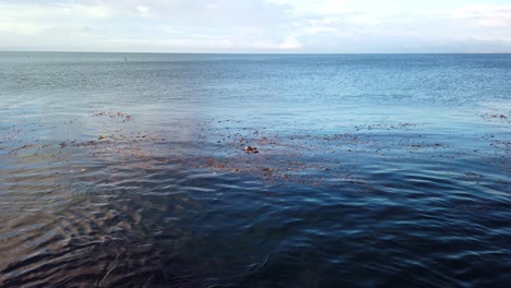 Gimbal-Toma-Panorámica-De-Nutrias-Marinas-Alimentándose-En-El-Bosque-De-Algas-Marinas-En-Monterey,-California