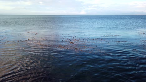 gimbal toma panorámica de nutrias marinas alimentándose en el bosque de algas marinas en monterey, california
