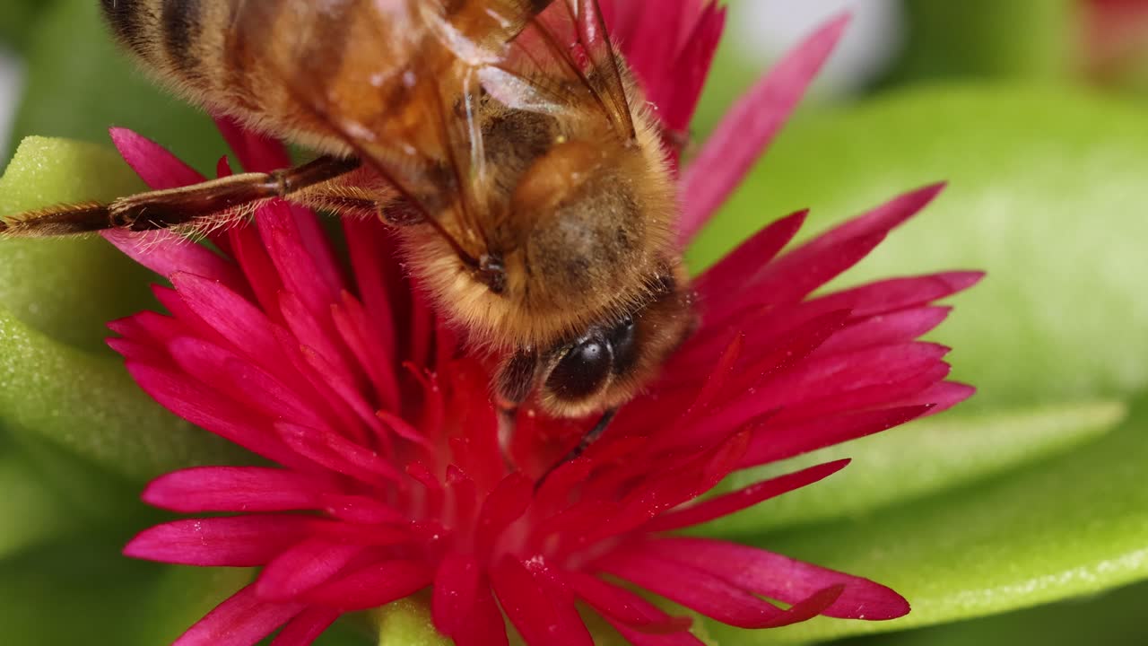 A honeybee gathers nectar from a vivid pink flower, captured in detailed macro photography with bright natural lighting