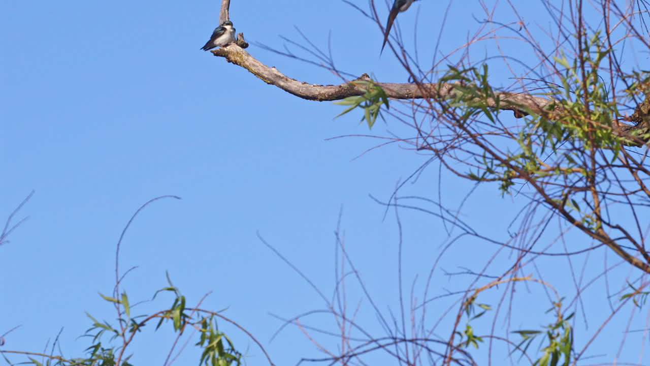 Slow-mo view of purple martins looping and diving during breeding season.