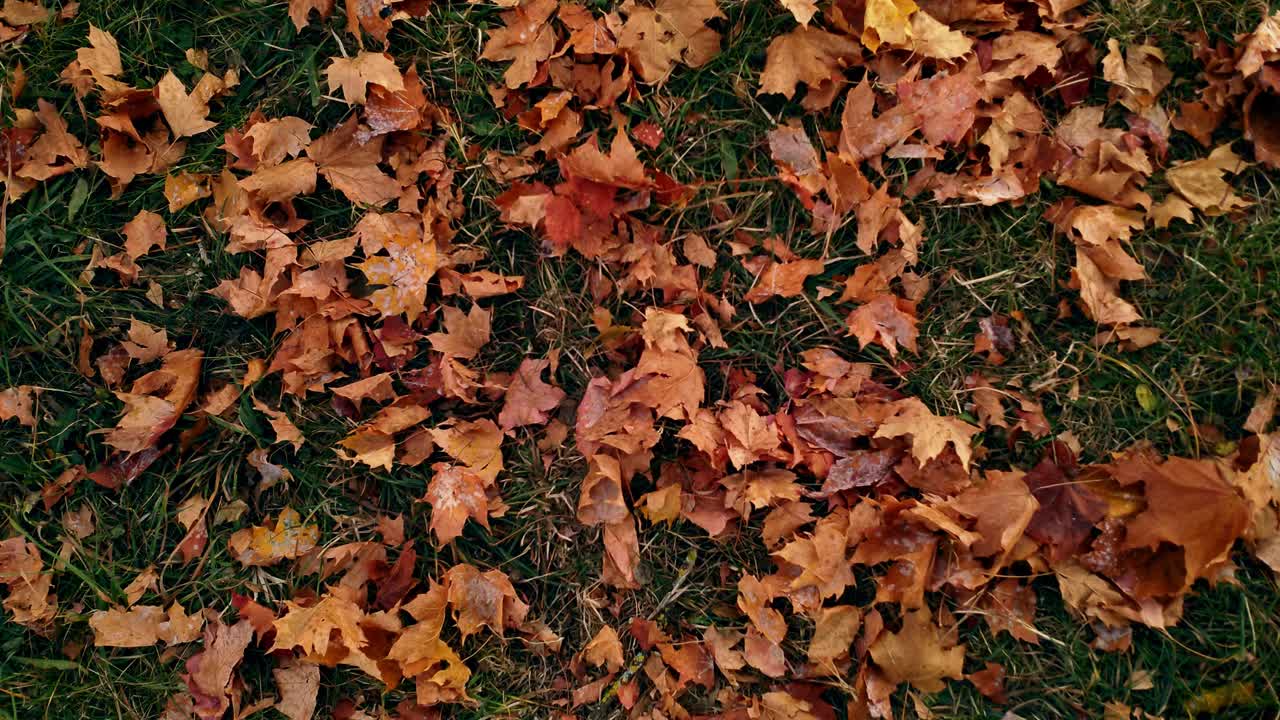hojas de otoño en el suelo