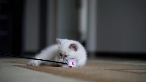white kitten playing with toy. small cat playing with toy at home
