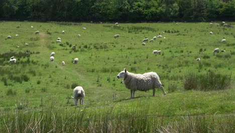 a group of sheep on an english mountainside farm field