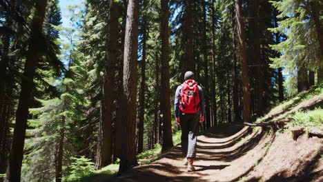 hiking in a sunny forest