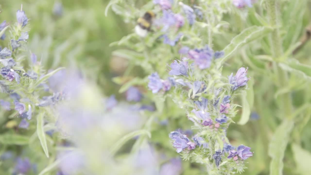 Humble bee working in nature.