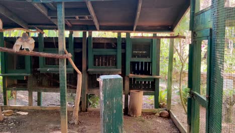 View-behind-the-back-of-an-owl-that-stands-and-flies-in-a-cage-in-the-zoo-Ardastra-Gardens-in-Nassau,-Bahamas