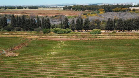 una toma de un avión no tripulado de un gran campo verde, con muchos árboles en frente y un lago azul y cielo, video 4k, israel