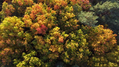 Bosque-De-Otoño-Dorado-Con-árboles-Coloridos,-Vista-Aérea-De-Drones