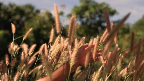 Die-Hand,-Die-Sanft-Mit-Dem-Fuchsschwanzgras-Oder-Setaria-Im-Wind-Spielt,-Zeigt-Das-Konzept-Der-Psychischen-Gesundheit,-Des-Wohlbefindens,-Der-Achtsamkeit-Und-Des-Lebens