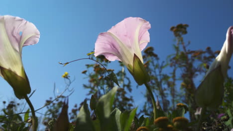 rosas flores de la gloria de la mañana abiertas al cielo en el spit de leslie