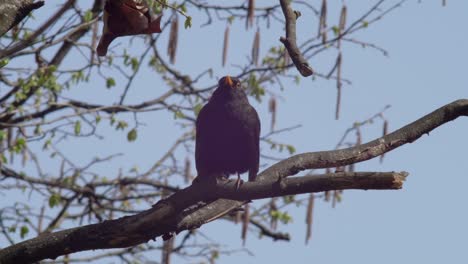 Mittlere-Zeitlupenaufnahme-Einer-Jungen-Amsel,-Die-Auf-Einem-Schwankenden-Ast-Sitzt