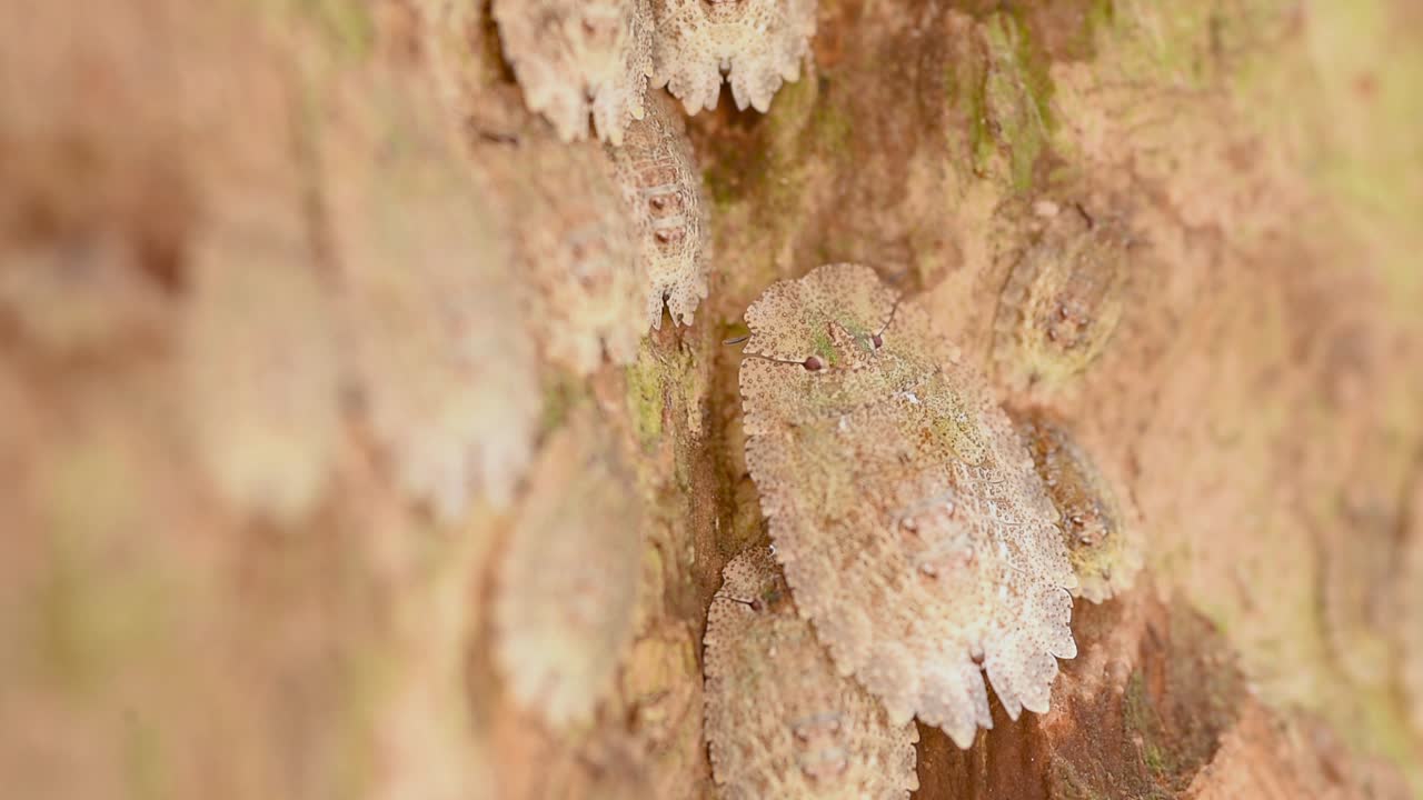 Bugs of the genus &amp;quot;Phloea sp