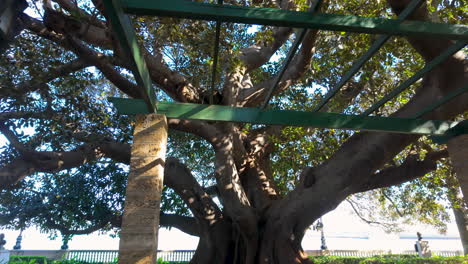An upwards view of a robust tree trunk supported by a metal brace against a stone column, under a canopy of green leaves and a blue sky, showcasing an intersection of nature