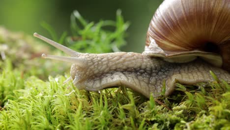 helix pomatia also roman snail, burgundy snail