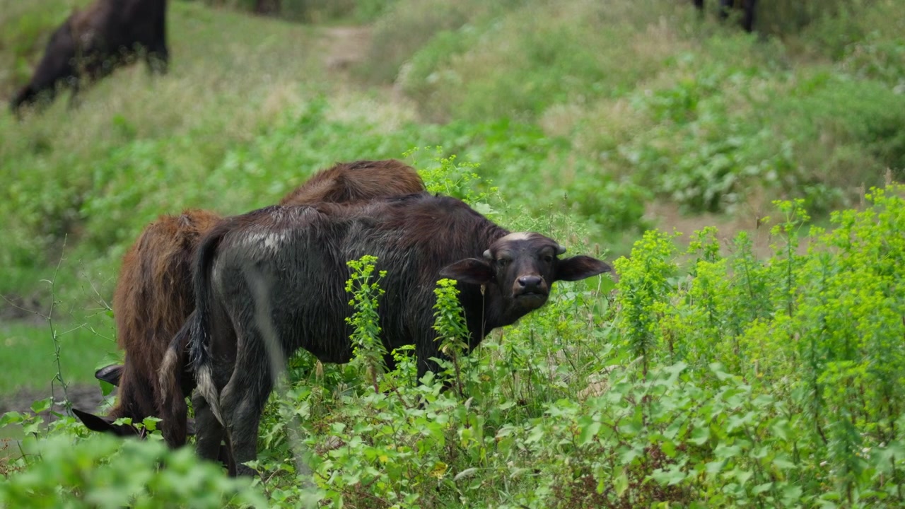 Bufalo d'acqua con il manto scuro e bagnato pascola su piante verdi in un habitat di zone umide paludose. Una ripresa statica con teleobiettivo cattura il comportamento della fauna selvatica in un ambiente naturale di sorgenti.