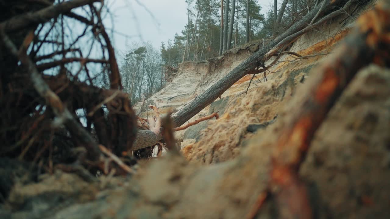 Tree fallen on a cliff on the beach after storm