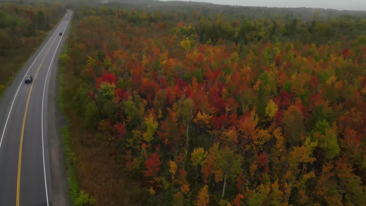 Pavement freeway inside a pine forest during a foggy autumn day