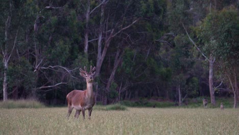 Wild-deer-in-rural-Victoria,-grazing-the-grassy-fields-and-looking-straight-into-the-camera