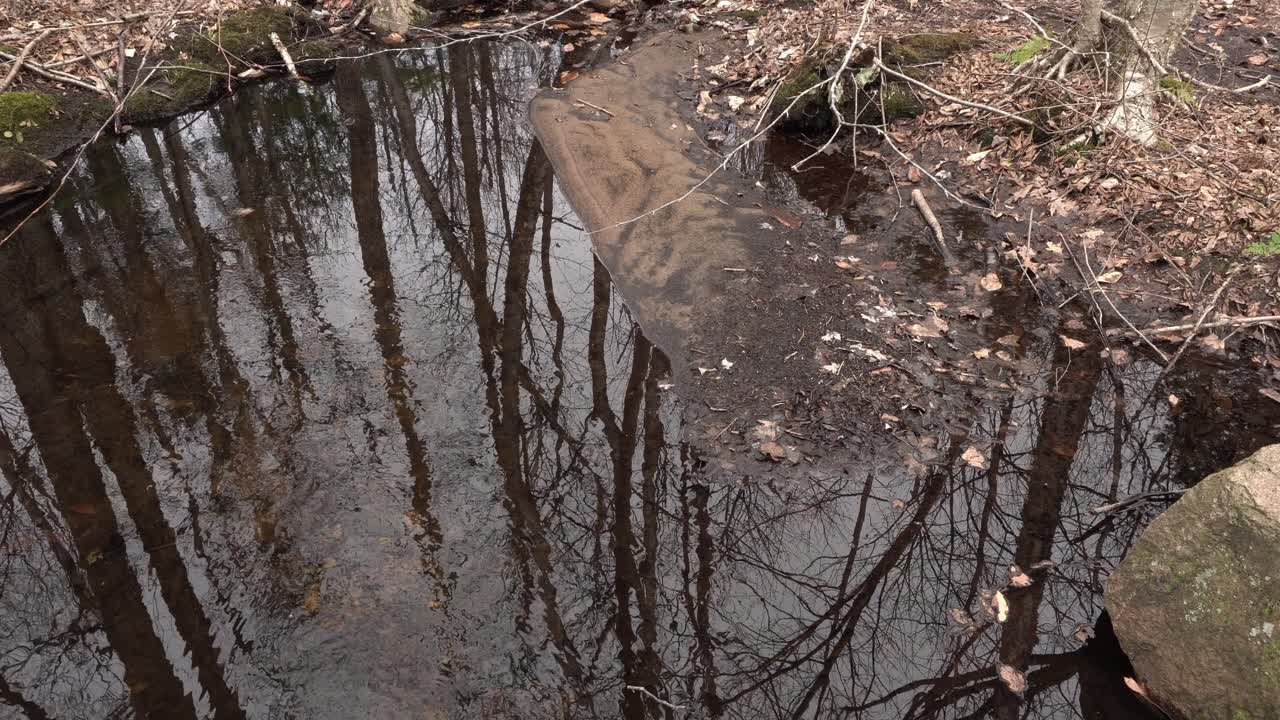 We see the reflection of trees on a beautiful stream, creating a truly lovely scene. Around it, there are many dead leaves.