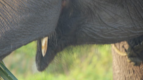 sumatran elephant eating branches for lunch, slow motion chewing, pan down full trunk