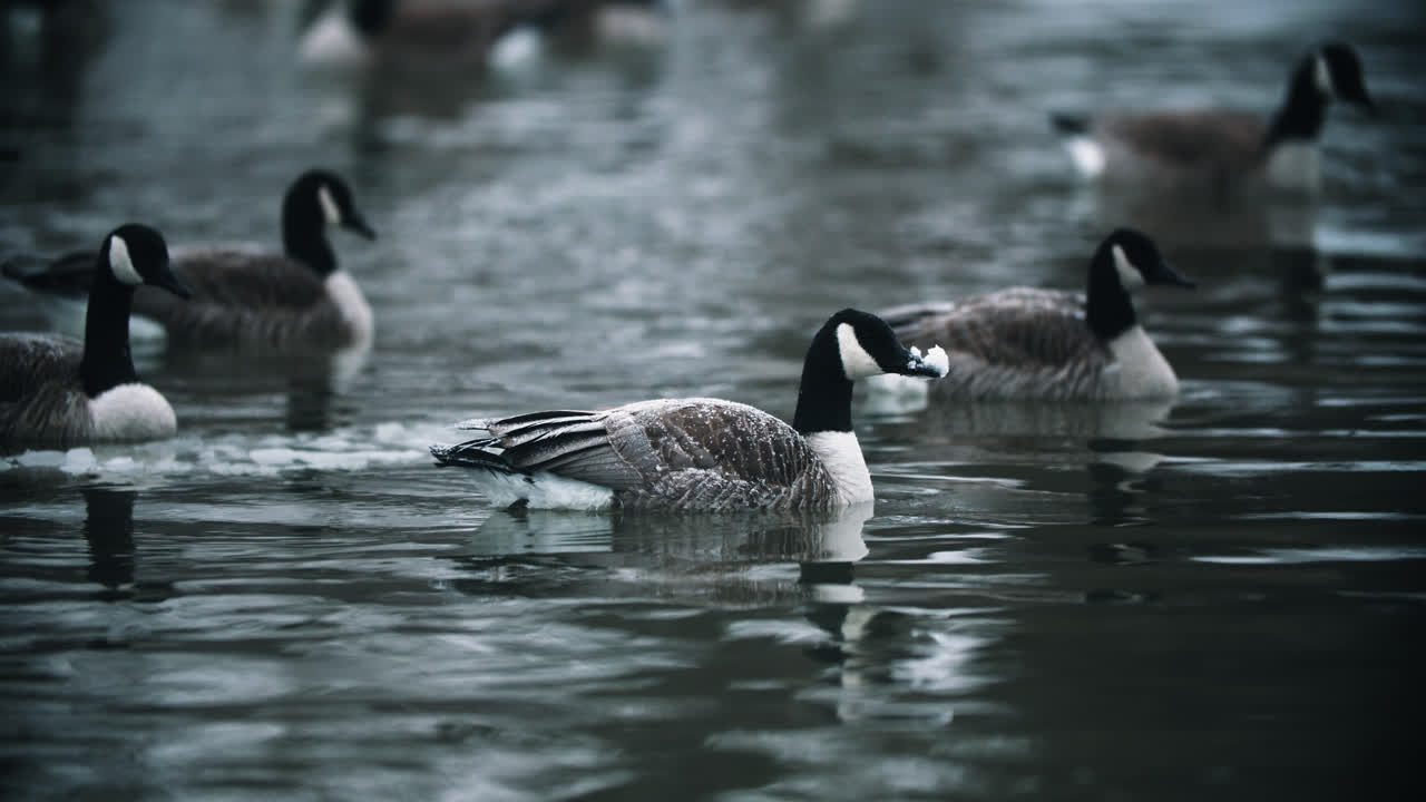 gansos canadienses salvajes nadando en agua fría del lago