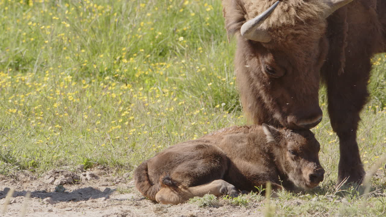 European bison mom licks lying baby calf's head, caring parent concept