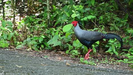 Standing-on-one-leg-then-it-turns-its-head-to-look-around