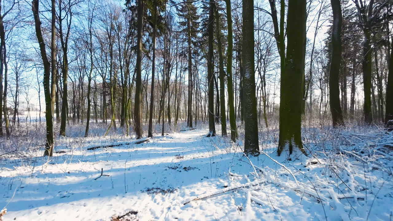 일출 동안 눈으로 덮인 숲 바닥. 포