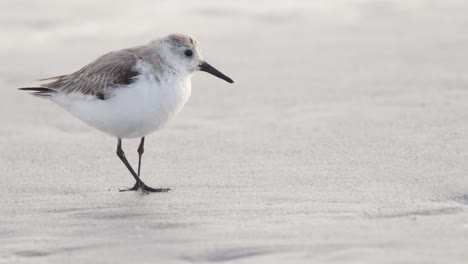 Süßer-Strandläufervogel,-Der-Sich-In-Zeitlupe-Am-Sandigen-Ufer-Bewegt