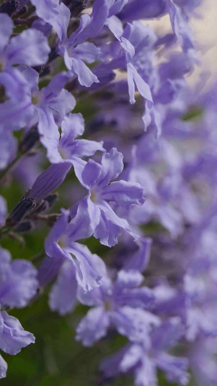 Video ravvicinato di fiori viola con messa a fuoco morbida, che cattura i petali delicati.