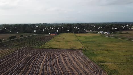 Aerial-flock-of-egret-bird-fly-together-in-paddy-field.