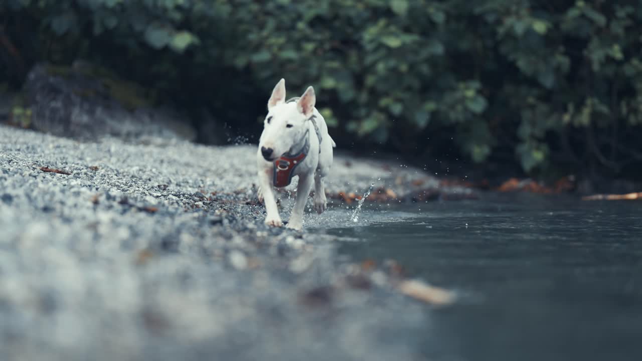 작은 민한  테리어 가 자갈 해변 의 물 가장자리 를 따라 달린다