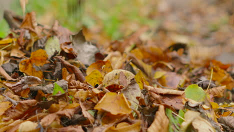 pile of autumn leaves on the ground