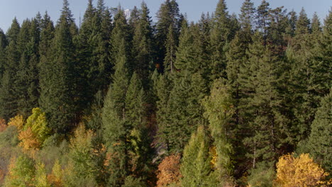 aerial rise up from behind a stand of trees with many showing autumn color to reveal orchards and snow-capped mount hood