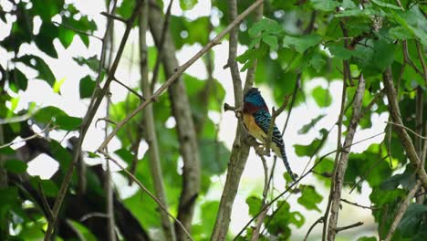 A-male-with-food-in-the-mouth-opening-its-crest-and-closing-ready-to-deliver-food,-Banded-Kingfisher-Lacedo-pulchella,-Kaeng-Krachan-National-Park,-Thailand