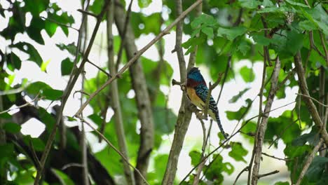 un macho con comida en la boca abriendo su cresta y cerrándose listo para entregar comida, martín pescador anillado lacedo pulchella, parque nacional kaeng krachan, tailandia