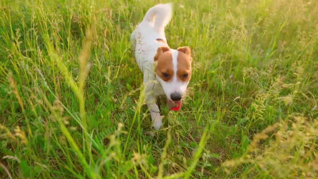 Verspielter Jack Russell Terrier rennt in Zeitlupe durch hohes grünes Gras