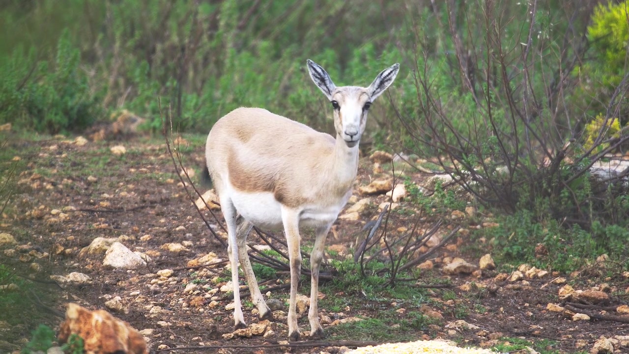 Uno springbok in piedi nel suo habitat naturale