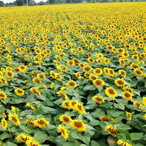natural background of sunflowers growing in the field and the wind rocking green plants. big plantation of yellow flowers in the rural place for farming. camera moves forward.