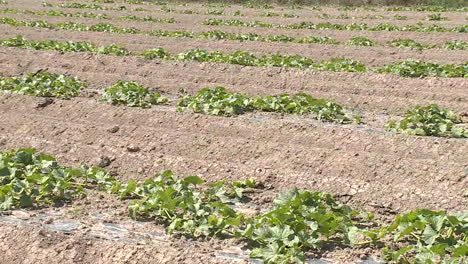 melon field with plastic mulch