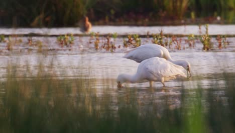 Two-Spoonbills-wading-in-shallow-stream-sweeping-bills-foraging-for-prey