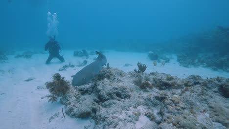 el tiburón enfermera nada a través del hermoso arrecife de coral en los cayos de florida.