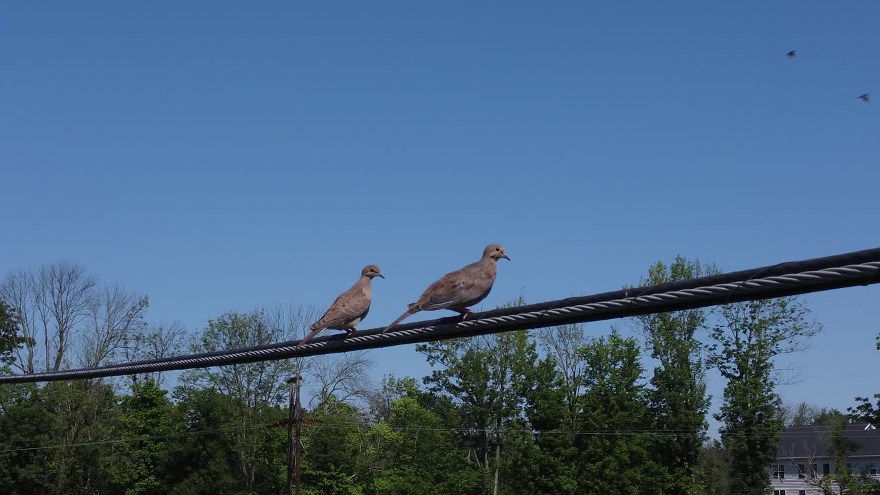 Zwei Vögel sitzen an einem sonnigen Tag auf einer Stromleitung