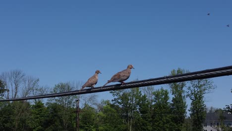 two birds sitting on a powerline on a sunny day