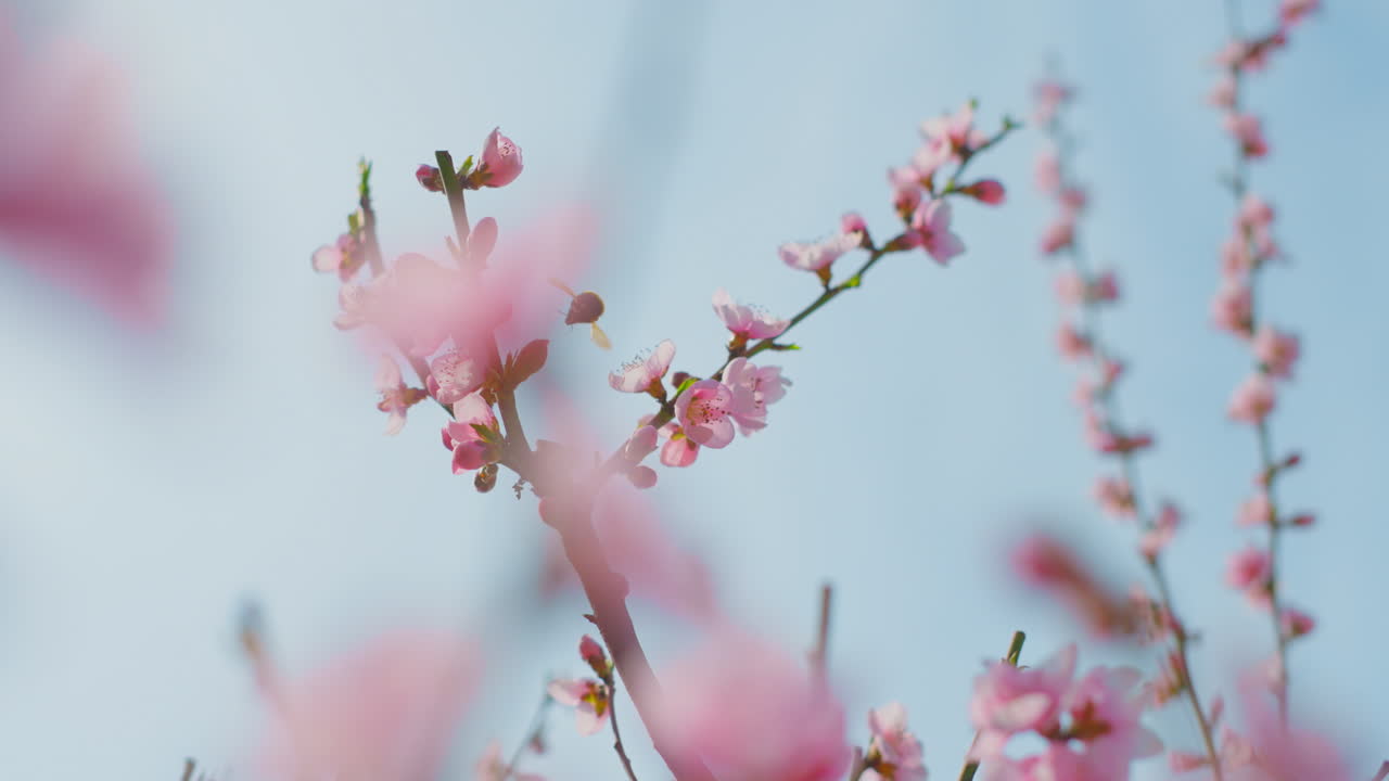 Pink Peach Blossoms and a Bee