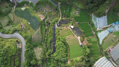 general landscape view of the brinchang district within the cameron highlands area of malaysia