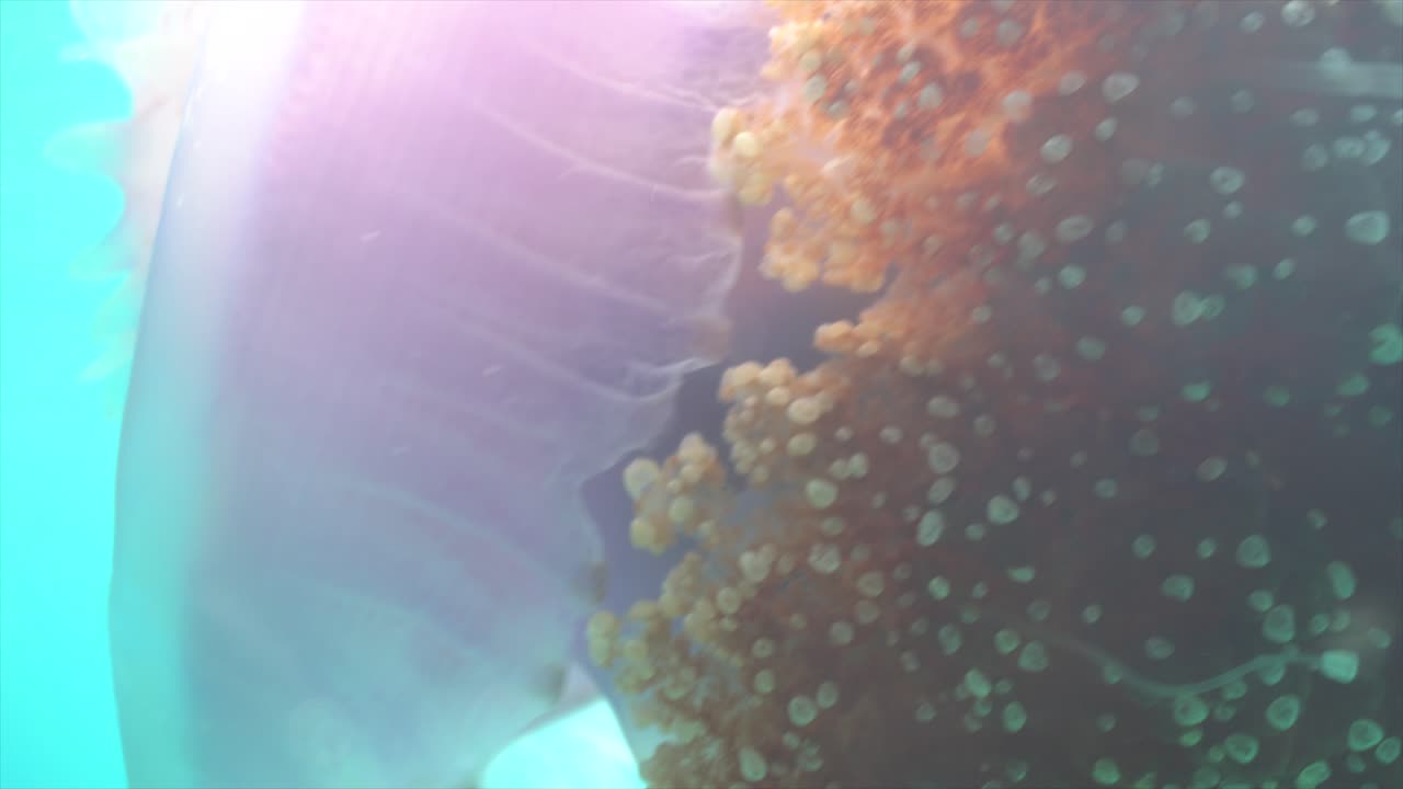 medusa de coliflor en primer plano en la corona y los tentáculos